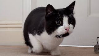 Cat Wiggles Butt Before Pouncing Compilation Video