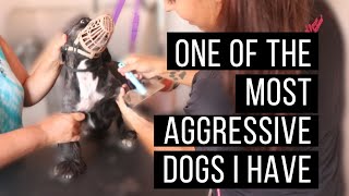 EXTREMELY DIFFICULT AND AGGRESSIVE DOG TO GROOM | RURAL DOG GROOMING