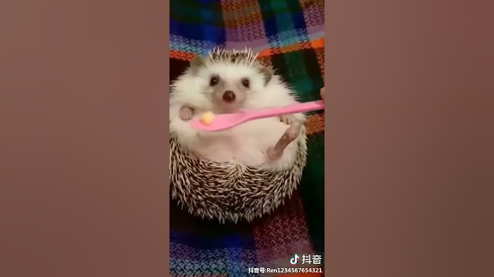 Angry Hedgehog