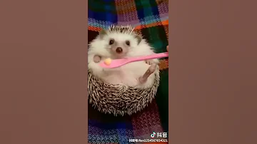 Angry Hedgehog 