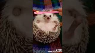 Angry Hedgehog