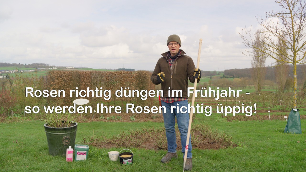 Rosen richtig dngen im Frhjahr - So versorgen Sie Ihre Rosen optimal
