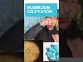 #mushroom #mushroomcultivation #sciencetutorials #sciencetutorial #shroomers #petridish Mp3 Song