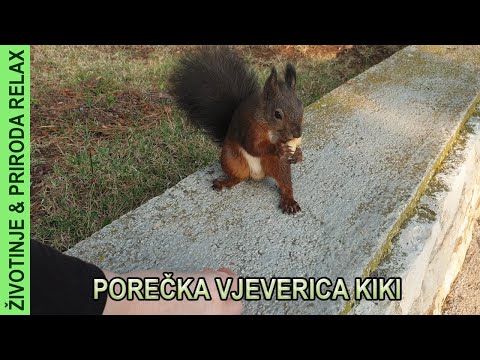 Kiki - porečka vjeverica s najljepšim repom, Životinje i Priroda Relax