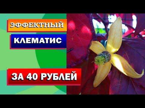 Собралась выращивать клематис из семян.