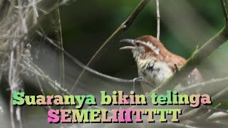 Burung PRENJAK AMERIKA pertama yg saya REKAM didaerah sini seperti apa SUARANYA simak saja