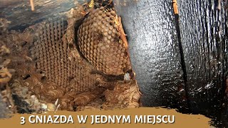 3 gniazda w jednym miejscu - usuwanie gniazda szerszeni