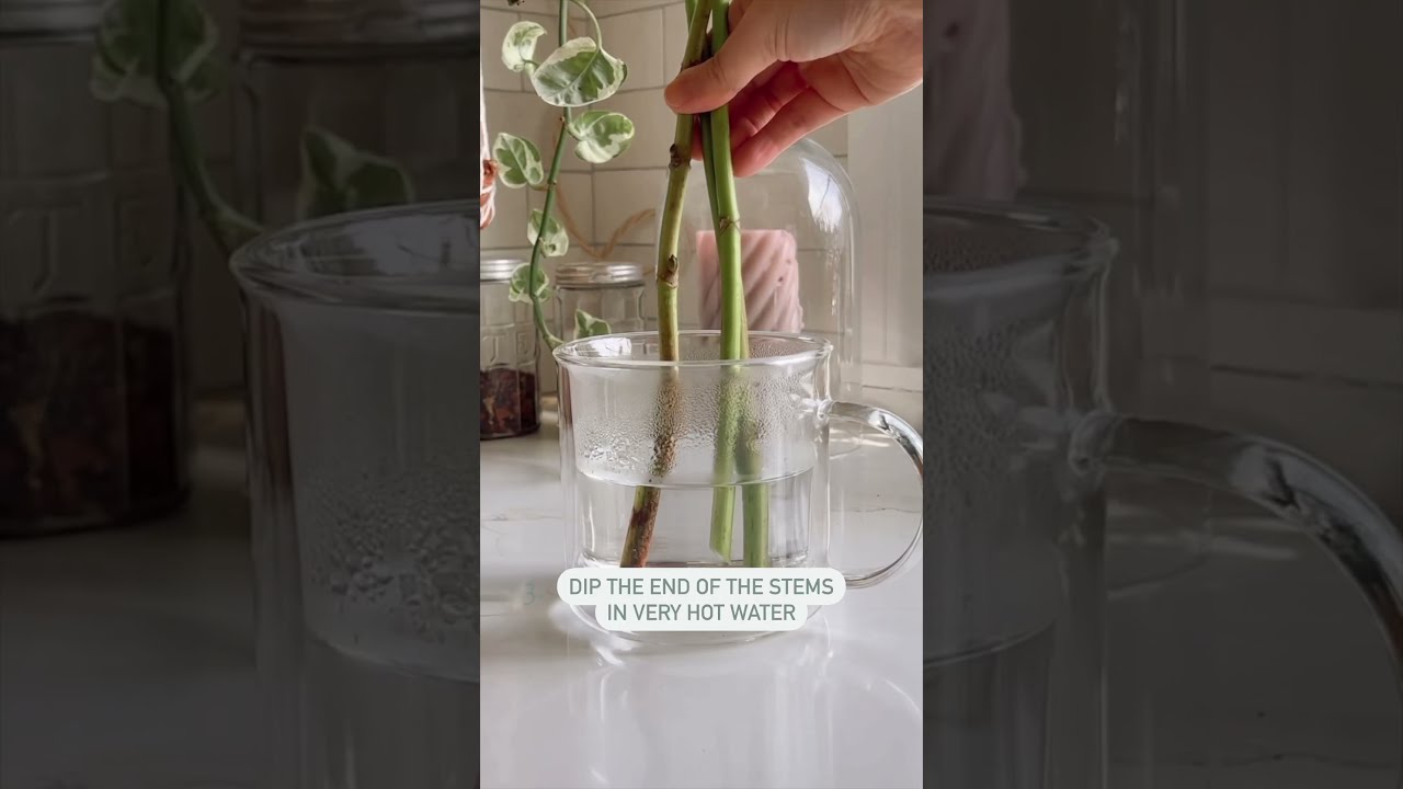 5 Tips To Keep Your Hydrangeas Fresh And Perky Flowertips Flowers