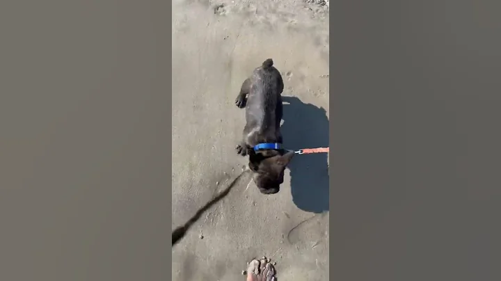My puppy at the beach