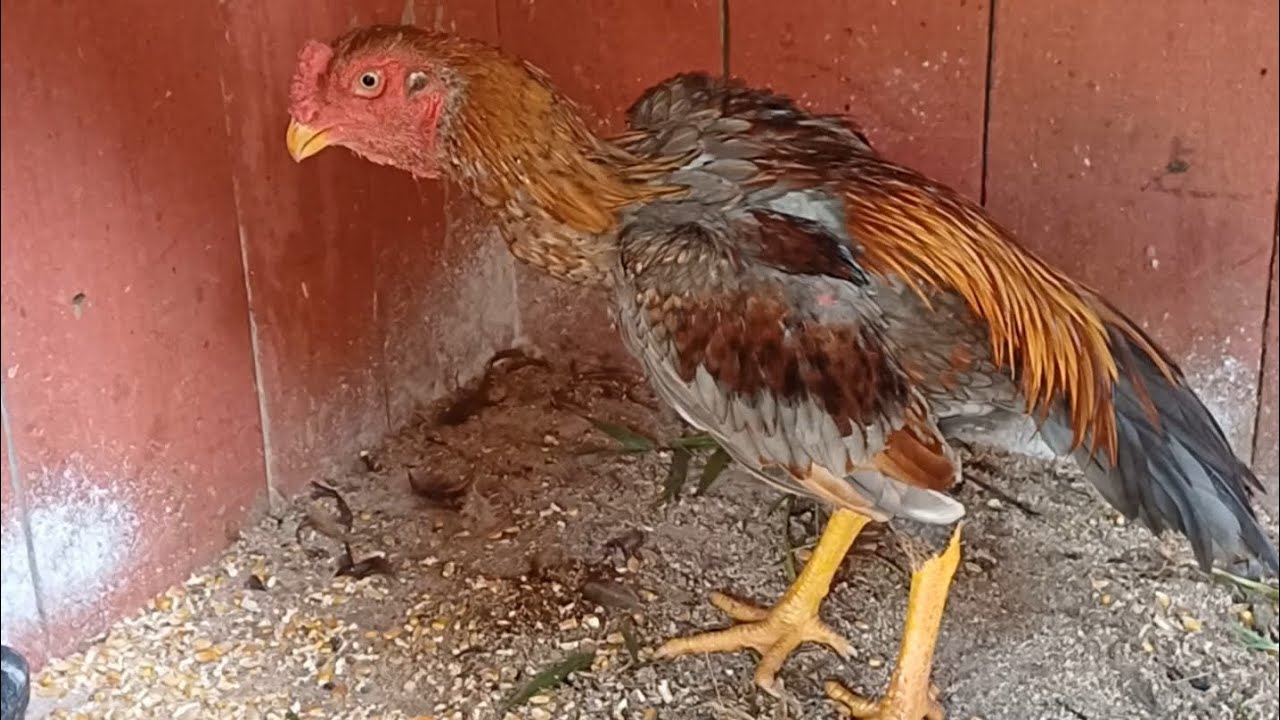 mostrando apenas os frango que tenho atualmente 2 que vai completar 8 fim do mês e 3 fazendo 6 meses