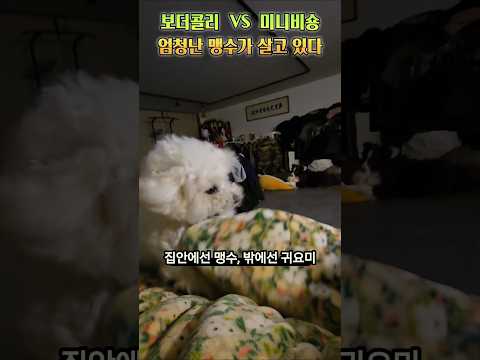 맹수와의 동거??? #백령도, ##백령도1호보더콜리, #반려견일상, #맹견 thumbnail