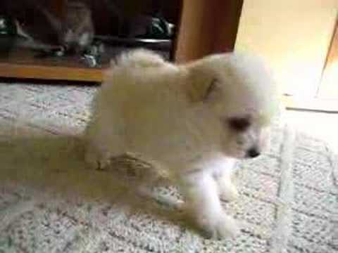 Cute Pomeranian Poodle Puppy çŠ¬ Lexy Youtube