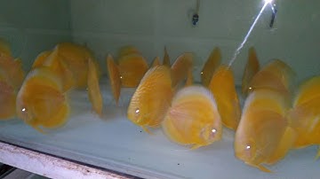 Cá dĩa vàng albino size 11-12