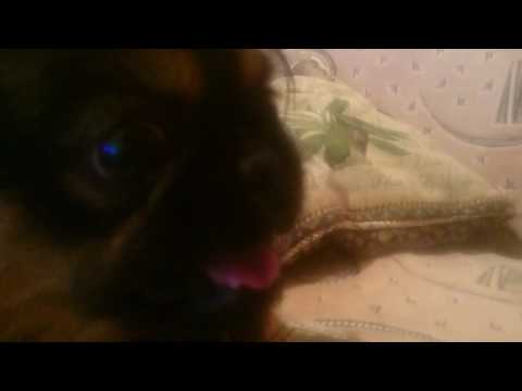 ბიბო პეკინესი bibo pekinesi