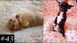 Chihuahuas That Makes You Happy! ❤ Video Compilation