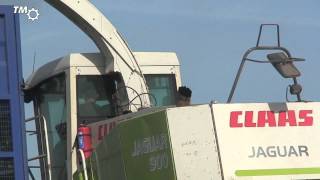 Silage 2014 Wisemans
