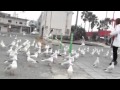 鳥ウミネコ