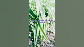 Top 3 Cây Phong Thủy Kéo Khách | Cây Ngải Xoắn, Huệ Mưa, Nàng Chuyền | Dreamhouse Garden