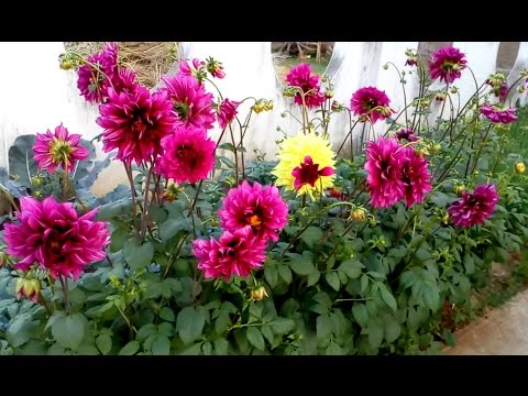 Dahlia