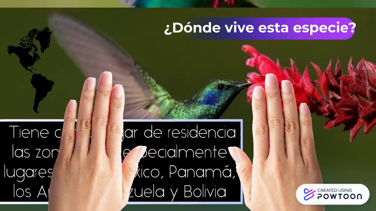 Enciclopedia Animal: "Colibrí Oreja Violeta" 