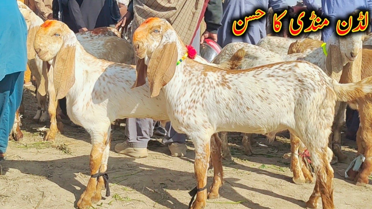 Luddan bakra mandi/Makhi cheene bache or nagre beetle amritsari qurbani wale bakre