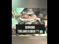 Animal Video : Haaa serammm !!  nama Burung Tukang Kubur ?? Wujud kerr ? Jom tengok