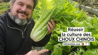 Comment réussir la culture des CHOUX CHINOIS (petsaï, pakchoï...) 『TUTO』