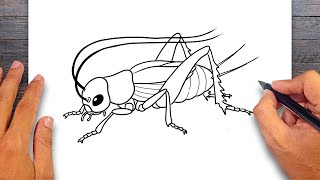 How to draw Cricket - Insect Drawing