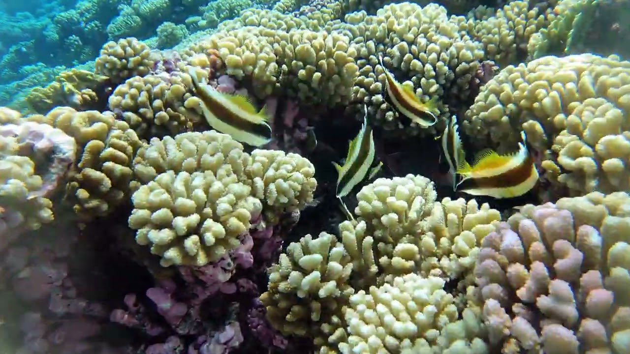 B21 - Tahanea Atoll, Tuamotus Archipelago