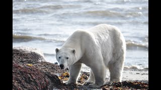 "Touching Spirit Bear" Chapter Two