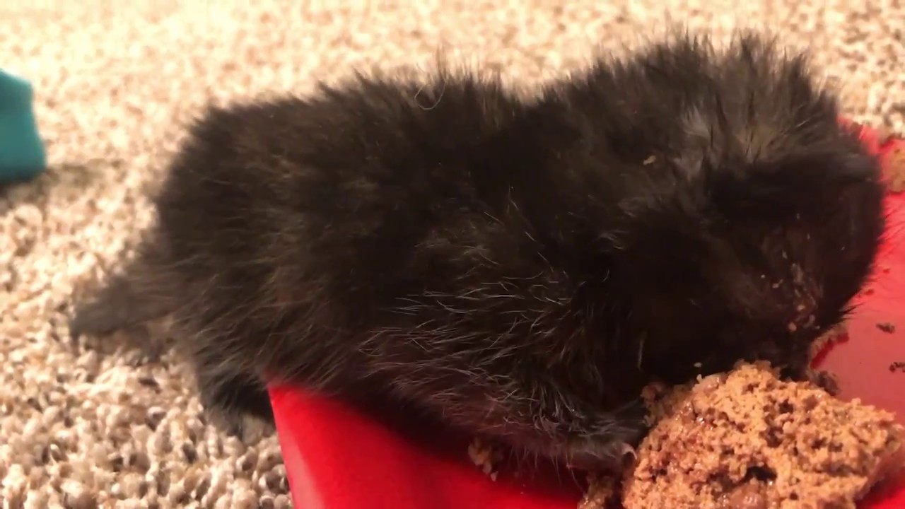 Runt of the Litter Decides She Want to Try Solid Food YouTube