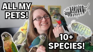 MEET ALL MY PETS 2024  Parrots, Bugs and More! | BirdNerdSophie