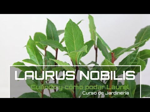 Video: Poda de árboles de laurel: aprenda cuándo podar árboles de laurel en el jardín