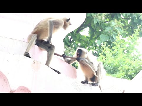 funny-monkeys-|-indian-langur-snatching-and-eating-food-|-hanuman-bandar-|-macaque-|-लंगूर-बंदर