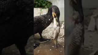 Cormorants Like To Eat Fish Bigger Than Their Own Heads