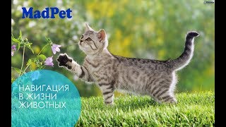 КОШКИН ДОМ на ВЕСТИ ФМ. Навигация животных. В гостях зоопсихолог Мирослав Волков. КОШКИН ДОМ на ВЕСТИ ФМ. Навигация животных. В гостях зоопсихолог Мирослав Волков.