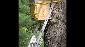 Scout Honey Bees, Investigating a Swarm Trap