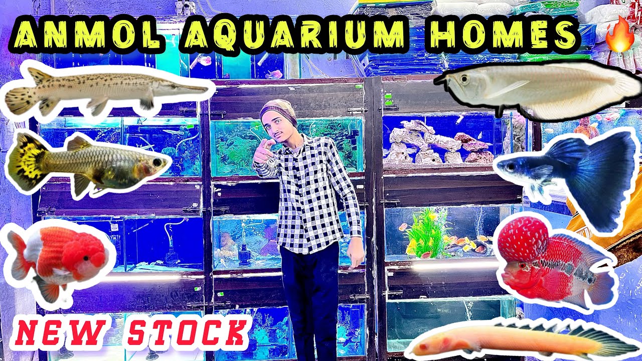 Cheap price aquarium fish shop ️ Anmol aquarium home new fish stock