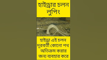 Hydra movement ||Looping ||HSC Biology ||#shorts