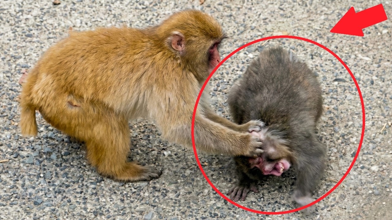 Baby Monkey Punch Faces a Scary Moment — Then His Best Friend Steps In