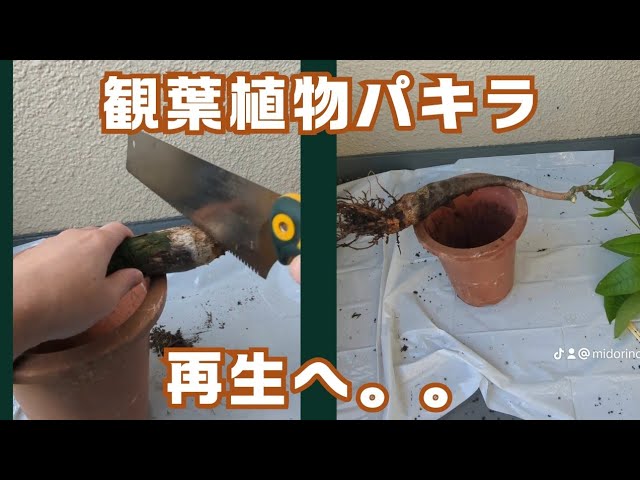 ダイソーで3本入り🉐観葉植物を手に入れたら！？ - YouTube