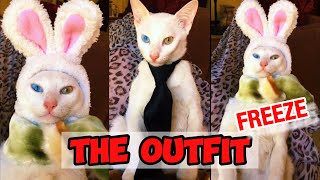 RATE CAT'S OUTFIT WHILE HE JUDGE YOU 🙀 | Cats and Play