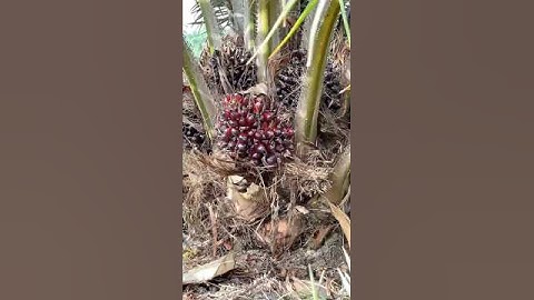 ASMR Palm Oil Harvesting #agriculture #asmr #asmrharvest #asmrsounds #harvesting #natureasmr