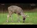 Kentucky deer feeding rules explained during 2026 hunting season