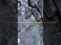 NASA Found THIS on Saturn’s Moon Enceladu Hidden! Ocean &amp; Alien Life? BuzzWarp | shorts | universe