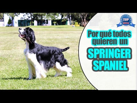 Video: Springer Spaniel Inglés Raza De Perro Hipoalergénico, Salud Y Vida útil