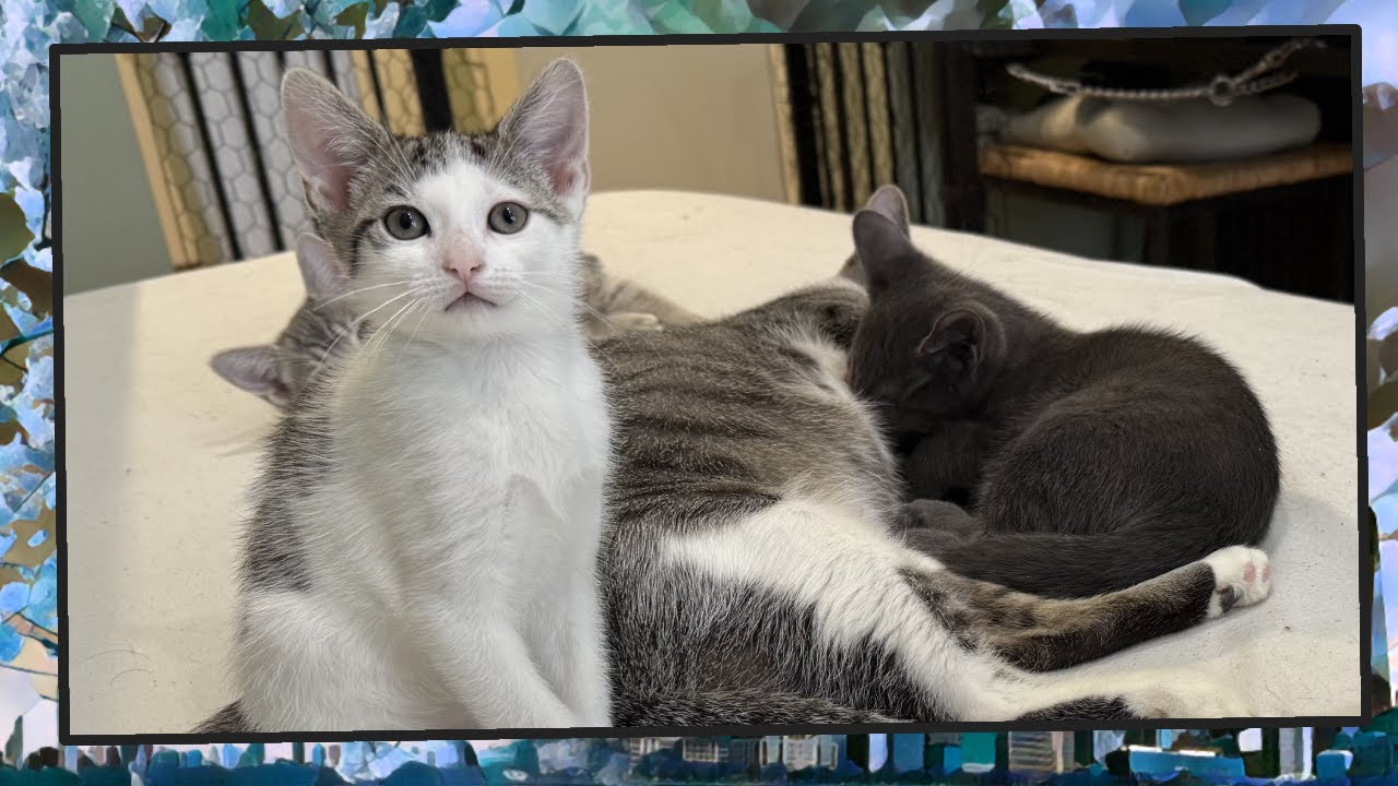 Foster Kitten Livestream (S14, E63) - Mar 12, 2025 - YouTube