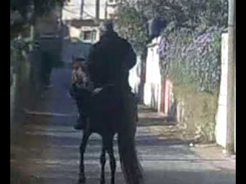 الخيول العربية شوقي ابو نصيرة ابو ادهم