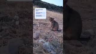 😭noooolur hayvanlara şiddet göster metin nolur😿