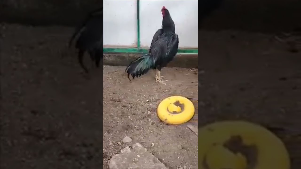Ayam Gesing Full Brakot